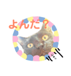 黒いネコと白いネコ。（個別スタンプ：10）