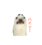 黒いネコと白いネコ。（個別スタンプ：13）