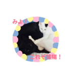 黒いネコと白いネコ。（個別スタンプ：14）