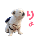 メロちゃんスタンプ第一弾（個別スタンプ：1）
