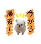 メロちゃんスタンプ第一弾（個別スタンプ：3）