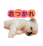 メロちゃんスタンプ第一弾（個別スタンプ：4）