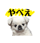 メロちゃんスタンプ第一弾（個別スタンプ：11）