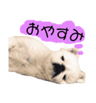 メロちゃんスタンプ第一弾（個別スタンプ：14）