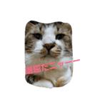 ブチのSTAMP（個別スタンプ：1）