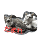 ブチのSTAMP（個別スタンプ：2）