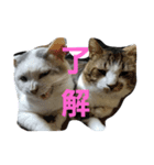 ブチのSTAMP（個別スタンプ：6）