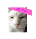 ブチのSTAMP（個別スタンプ：8）