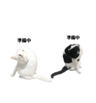 ネコの麻呂と王子2（個別スタンプ：16）
