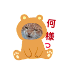 出入り猫（個別スタンプ：1）