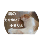 出入り猫（個別スタンプ：5）