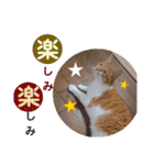 出入り猫（個別スタンプ：15）