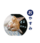 出入り猫（個別スタンプ：33）