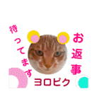 出入り猫（個別スタンプ：36）