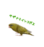 サザナミインコの葉(ヨウ)と珠(トモ)（個別スタンプ：1）