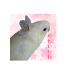 サザナミインコの葉(ヨウ)と珠(トモ)（個別スタンプ：2）