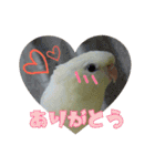 サザナミインコの葉(ヨウ)と珠(トモ)（個別スタンプ：6）