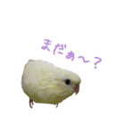 サザナミインコの葉(ヨウ)と珠(トモ)（個別スタンプ：8）