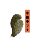 サザナミインコの葉(ヨウ)と珠(トモ)（個別スタンプ：9）
