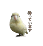 サザナミインコの葉(ヨウ)と珠(トモ)（個別スタンプ：10）