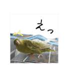 サザナミインコの葉(ヨウ)と珠(トモ)（個別スタンプ：11）