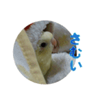 サザナミインコの葉(ヨウ)と珠(トモ)（個別スタンプ：14）