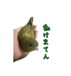 サザナミインコの葉(ヨウ)と珠(トモ)（個別スタンプ：15）