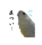 サザナミインコの葉(ヨウ)と珠(トモ)（個別スタンプ：16）