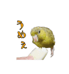 サザナミインコの葉(ヨウ)と珠(トモ)（個別スタンプ：17）