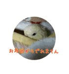 サザナミインコの葉(ヨウ)と珠(トモ)（個別スタンプ：18）