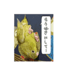サザナミインコの葉(ヨウ)と珠(トモ)（個別スタンプ：19）
