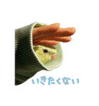 サザナミインコの葉(ヨウ)と珠(トモ)（個別スタンプ：20）