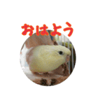 サザナミインコの葉(ヨウ)と珠(トモ)（個別スタンプ：22）