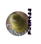 サザナミインコの葉(ヨウ)と珠(トモ)（個別スタンプ：23）