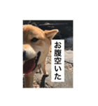 毎日ミミ（個別スタンプ：8）