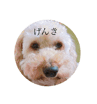 三兄弟犬（個別スタンプ：1）