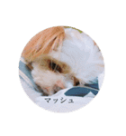 三兄弟犬（個別スタンプ：3）