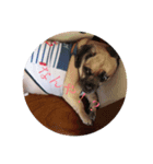 三兄弟犬（個別スタンプ：4）