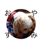 三兄弟犬（個別スタンプ：5）