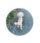 三兄弟犬（個別スタンプ：7）