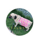 三兄弟犬（個別スタンプ：8）