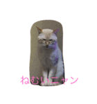 猫の気持ちスタンプ（個別スタンプ：1）