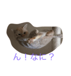 猫の気持ちスタンプ（個別スタンプ：2）