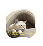 猫の気持ちスタンプ（個別スタンプ：3）