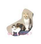 猫の気持ちスタンプ（個別スタンプ：4）