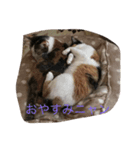 猫の気持ちスタンプ（個別スタンプ：5）