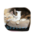猫の気持ちスタンプ（個別スタンプ：6）