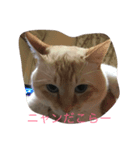 猫の気持ちスタンプ（個別スタンプ：7）