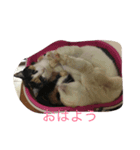 猫の気持ちスタンプ（個別スタンプ：8）