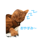 とらじのひとこと（個別スタンプ：4）
